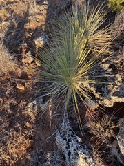 Yucca arkansana