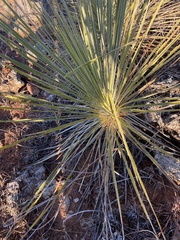 Yucca arkansana