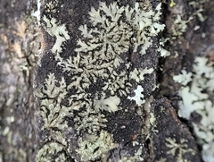 Hyperphyscia adglutinata