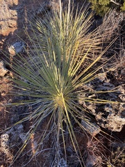 Yucca arkansana
