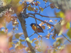 Chlorophonia elegantissima