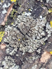 Phaeophyscia orbicularis