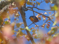Chlorophonia elegantissima