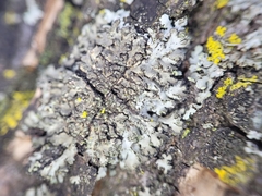 Phaeophyscia orbicularis