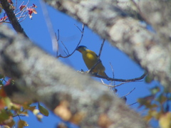 Chlorophonia elegantissima