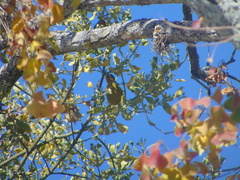 Chlorophonia elegantissima