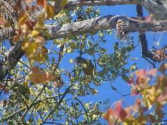 Chlorophonia elegantissima