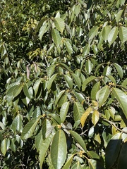 Quercus glauca