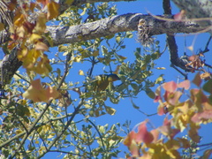 Chlorophonia elegantissima