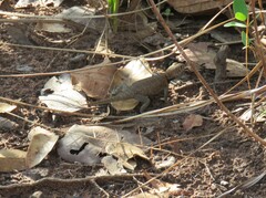 Tropidurus