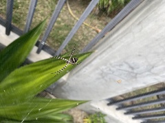 Argiope argentata