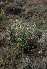 Silene viscosa