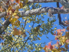 Chlorophonia elegantissima