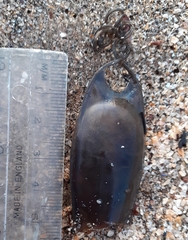 Scyliorhinus canicula