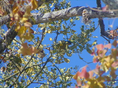 Chlorophonia elegantissima