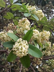 Alstonia scholaris