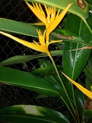 Heliconia
