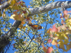 Chlorophonia elegantissima