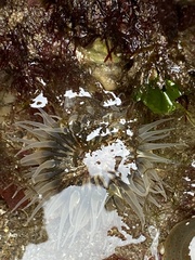 Parabunodactis imperfecta