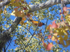 Chlorophonia elegantissima