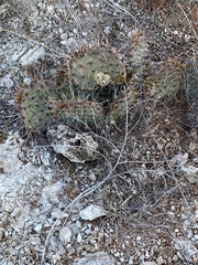 Opuntia macrorhiza