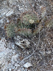 Opuntia macrorhiza
