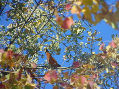 Chlorophonia elegantissima