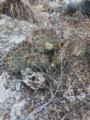 Opuntia macrorhiza