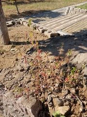 Corchoropsis crenata hupehensis