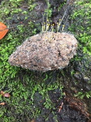 Phycomyces