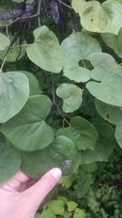 Cercis canadensis