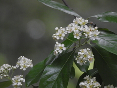 Photinia benthamiana