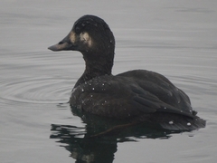 Melanitta fusca