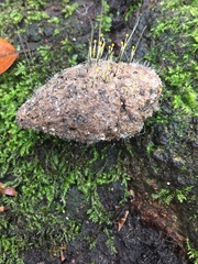 Phycomyces