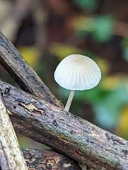 Roridomyces roridus