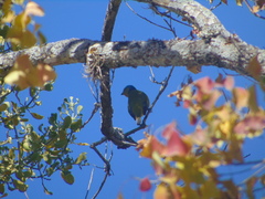 Chlorophonia elegantissima