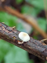 Roridomyces roridus