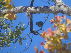 Chlorophonia elegantissima