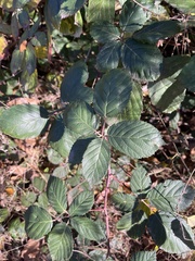 Rubus armeniacus