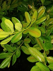Image of Pimenta racemosa