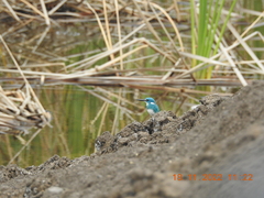 Alcedo coerulescens