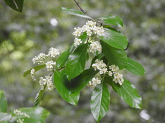 Photinia benthamiana