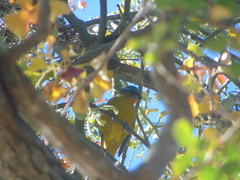 Chlorophonia elegantissima