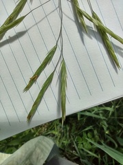 Bromus ciliatus