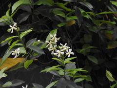 Trachelospermum jasminoides