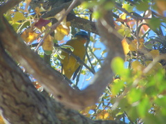 Chlorophonia elegantissima