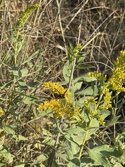 Solidago petiolaris