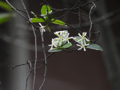 Trachelospermum jasminoides