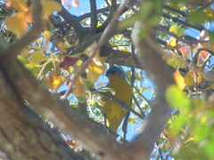 Chlorophonia elegantissima