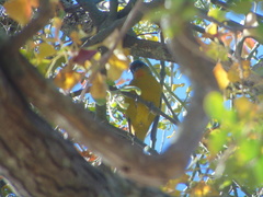 Chlorophonia elegantissima